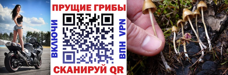 Галлюциногенные грибы ЛСД Болгар