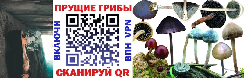 Псилоцибиновые грибы прущие грибы  Болгар 